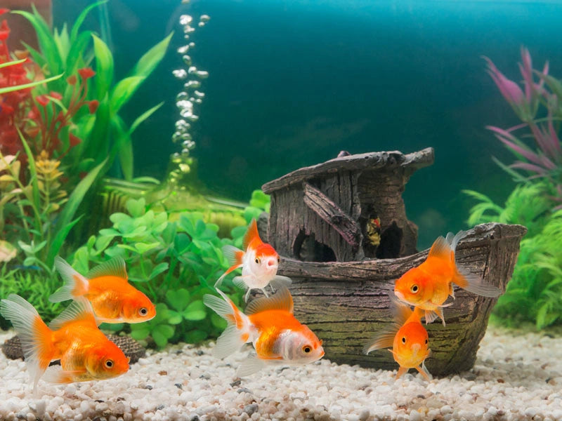 https://cdn.shopify.com/s/files/1/0961/4046/files/Freshwater-Aquarium-2.2.webp?v=1686724957