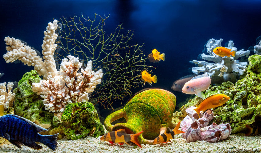 https://caesarstropicalfish.com/cdn/shop/articles/designing_a_beautiful_aquarium_blog_850x500_4450e652-5130-4508-8443-21553a21ce9c_1200x1200.jpg?v=1688205767